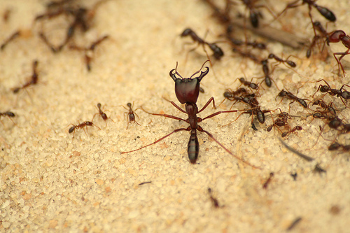 Ant vs. Grasshopper