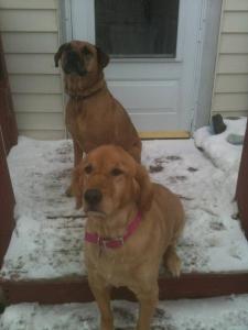 JDog and Dag sitting on a snowy step waiting to go inside.