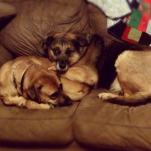 JDog and Leaky on the couch snuggling.