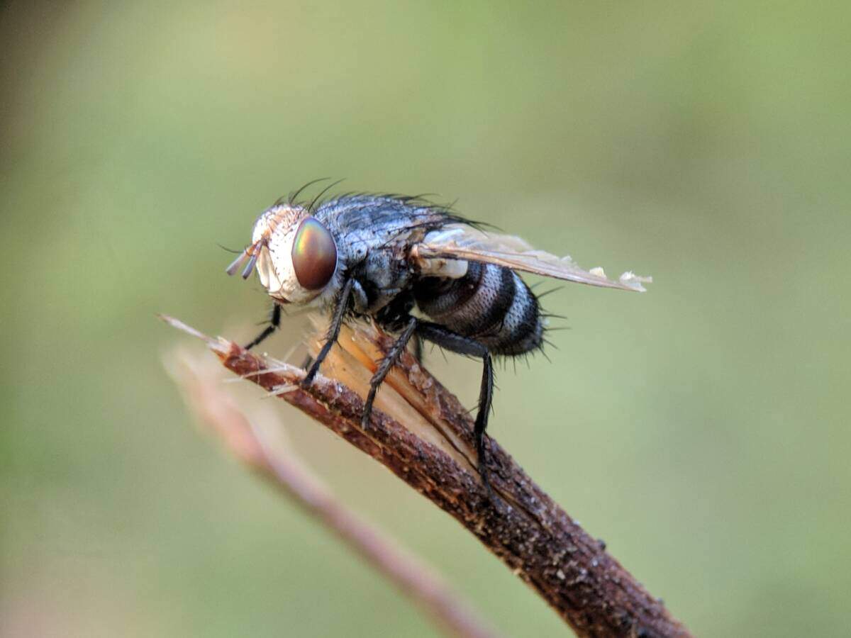 Get Ready To Get Rid of Flies Now